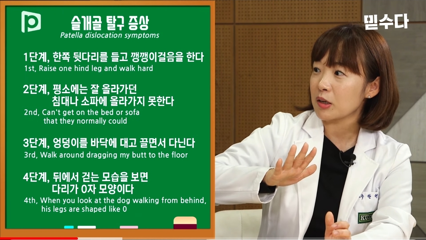한국에만 슬개골 탈구 강아지가 많은 이유 | 인스티즈