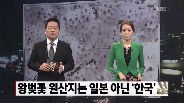 꽃의 전쟁…벚꽃 원산지는 '한국' | 인스티즈
