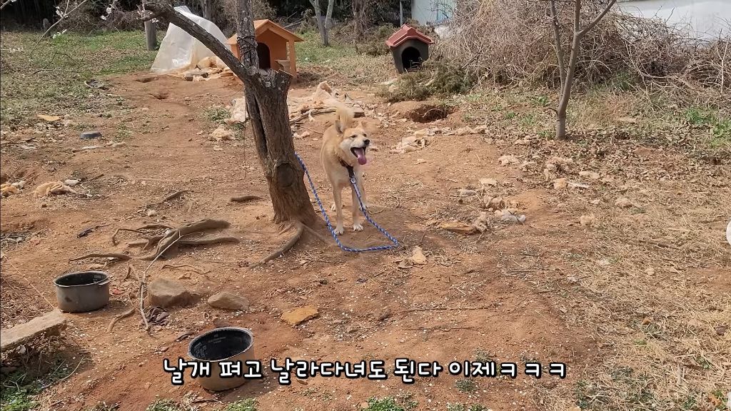 이제 개집도 만드는 매탈남 | 인스티즈