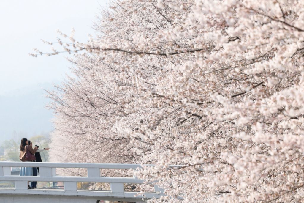 "벌써 벚꽃 엔딩?"...주말 전국에 봄비, 이 지역은 강풍 예고 | 인스티즈