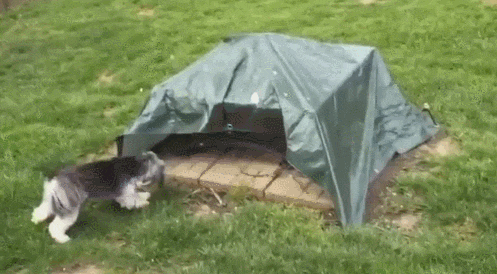 다른 동물과 함께 자란 동물들 | 인스티즈