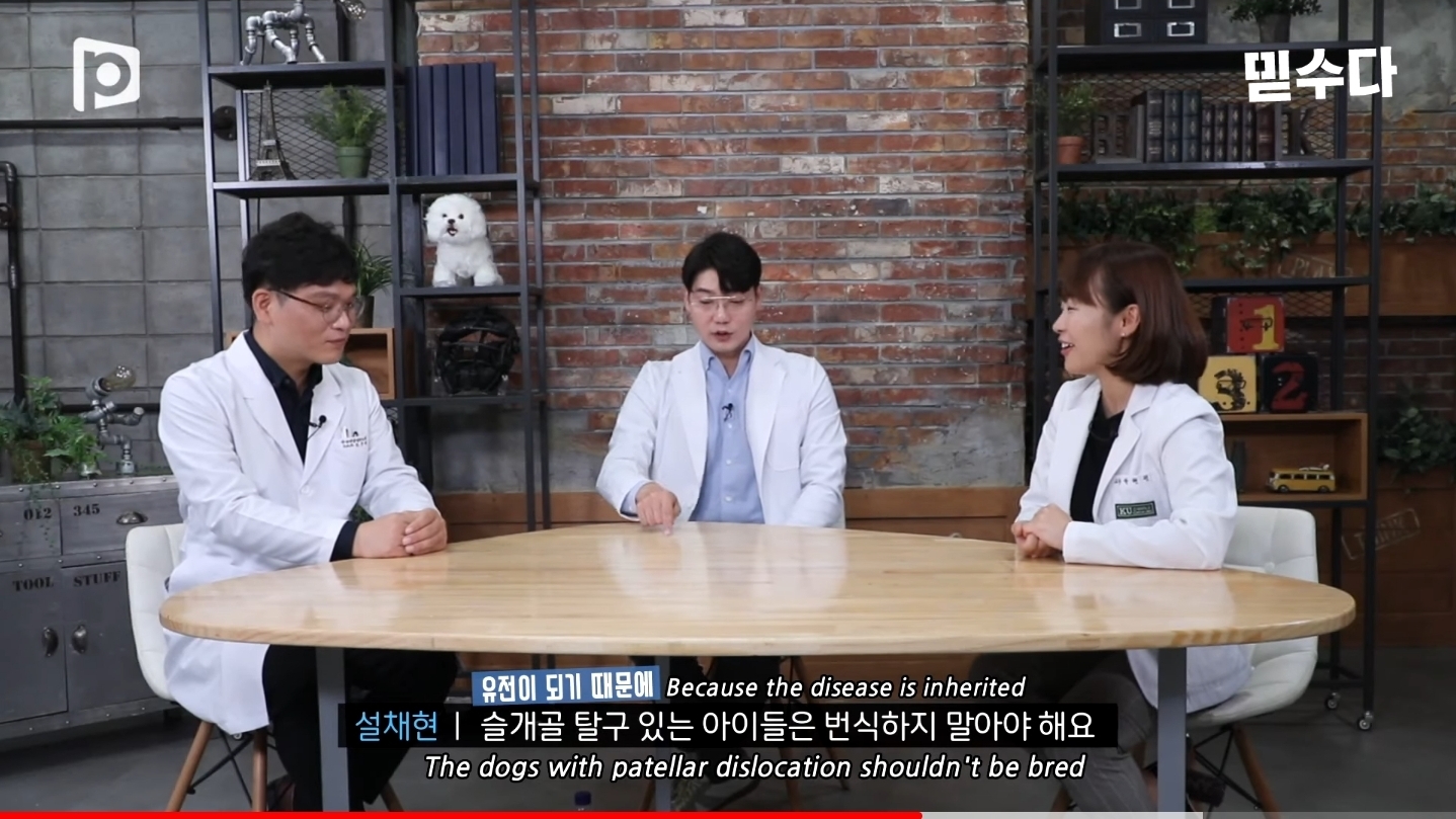 한국에만 슬개골 탈구 강아지가 많은 이유 | 인스티즈