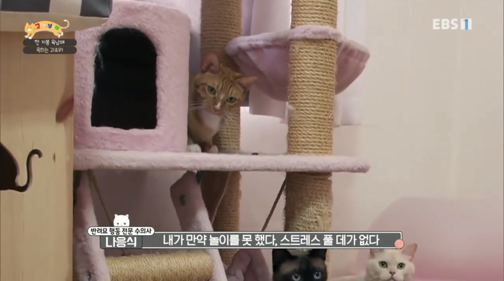 [고부해] 다묘가정의 흔한 실수.jpg | 인스티즈