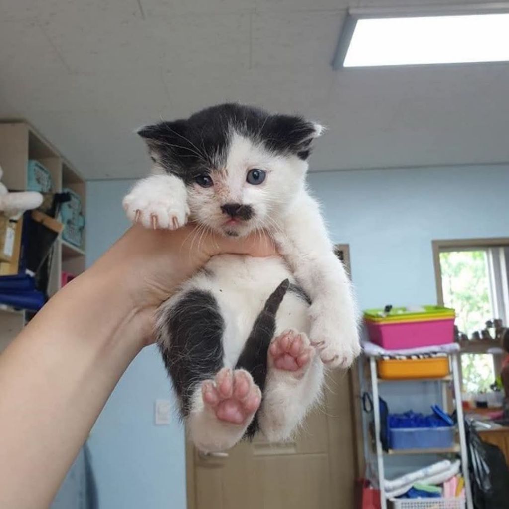 떡잎부터 다른 뚱냥이 | 인스티즈