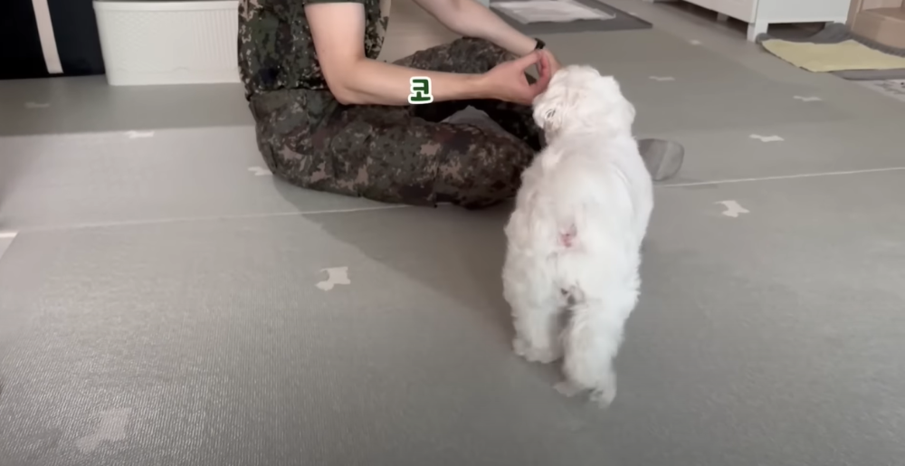 오빠 군대간 줄 모르고 밤새 기다리던 강아지네 오빠 드디어 첫 휴가.jpg | 인스티즈