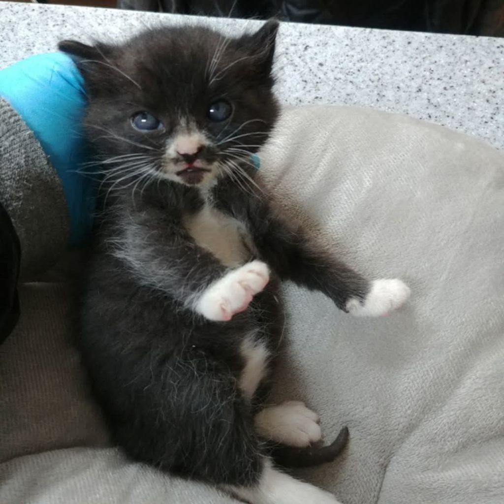 떡잎부터 다른 뚱냥이 | 인스티즈