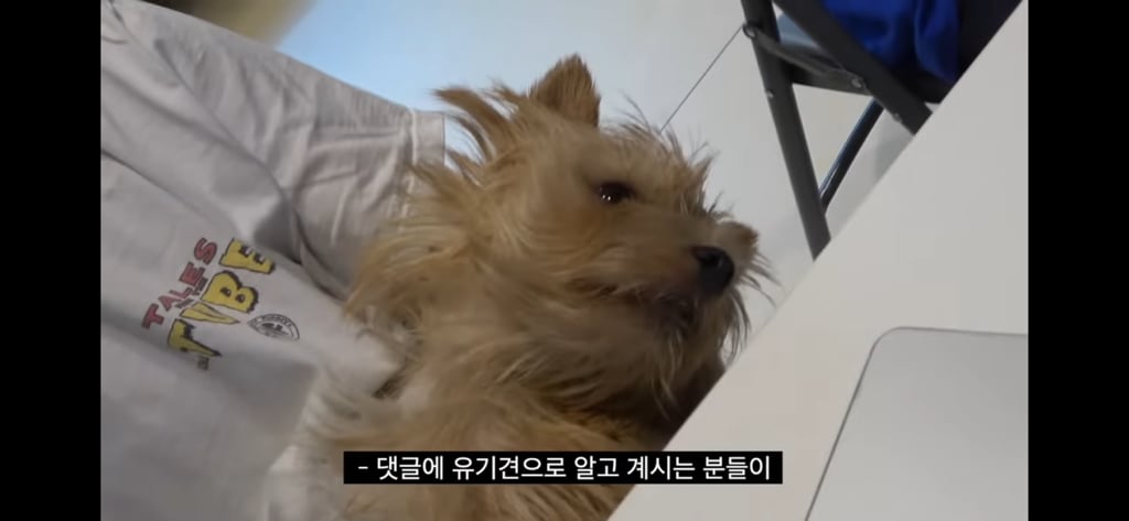 요즘 빠더너스 채널에 자주 등장하는 브리더통해서 임보(?)중인 강아지 마레 | 인스티즈