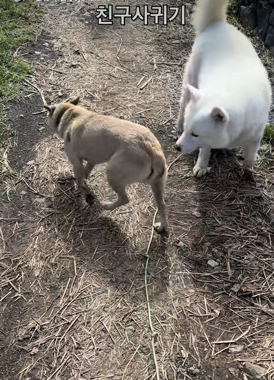 개물림 사고 낸 인플루언서견 : 유기견이니까 탈출해서 공격하고 싶은 본능이 있는 것, 다 못막는다(어제 방송에서 인터뷰함) | 인스티즈