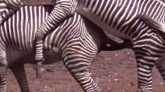 수컷 얼룩말이 사정하는 짤.gif | 인스티즈