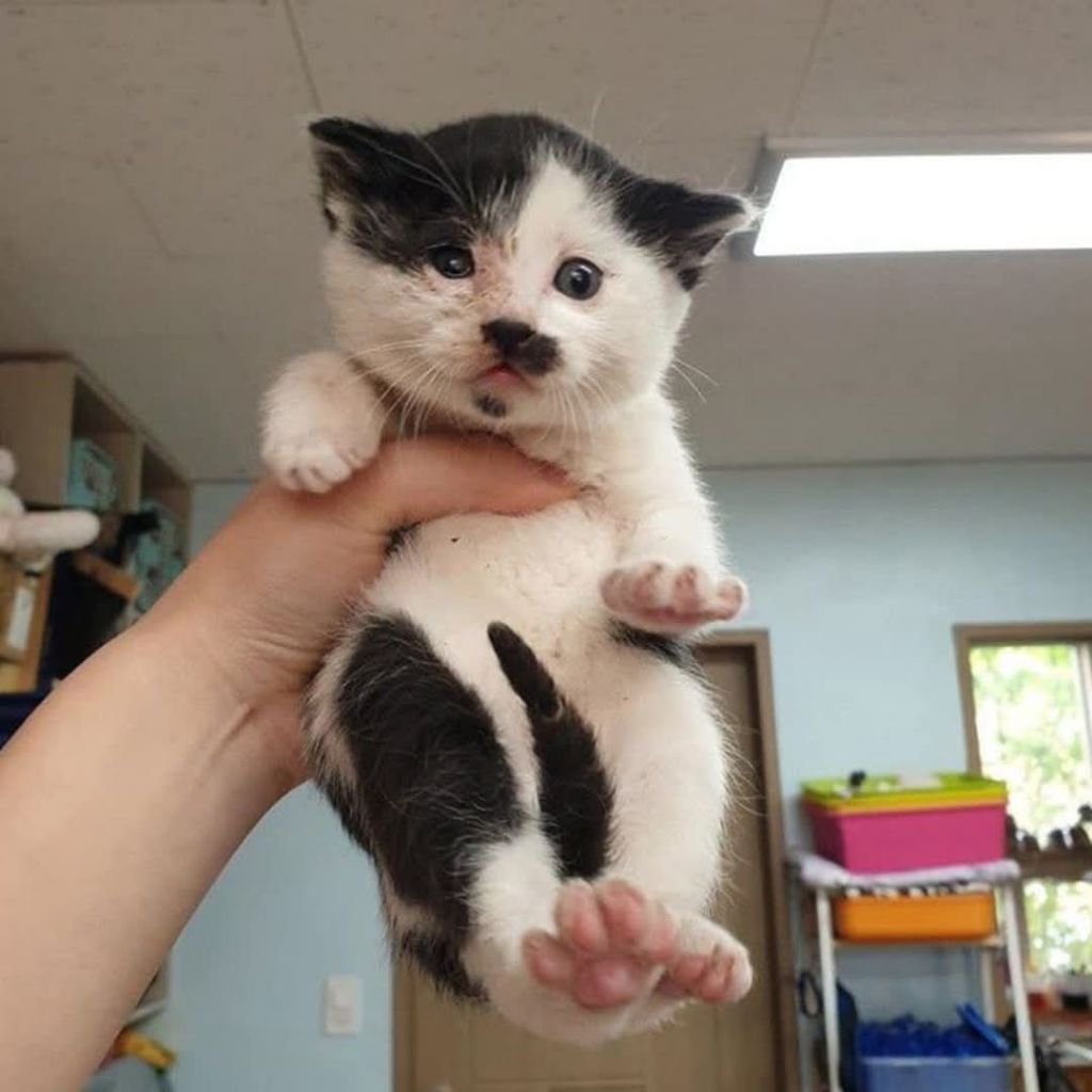 떡잎부터 다른 뚱냥이 | 인스티즈