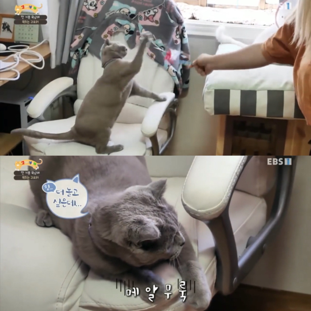 [고부해] 다묘가정의 흔한 실수.jpg | 인스티즈