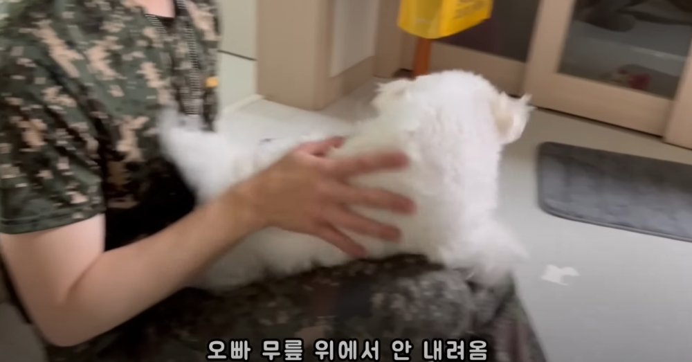 오빠 군대간 줄 모르고 밤새 기다리던 강아지네 오빠 드디어 첫 휴가.jpg | 인스티즈