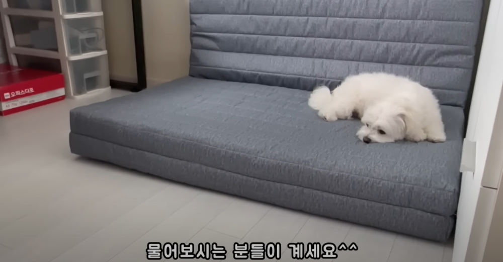 오빠 군대간 줄 모르고 밤새 기다리던 강아지네 오빠 드디어 첫 휴가.jpg | 인스티즈