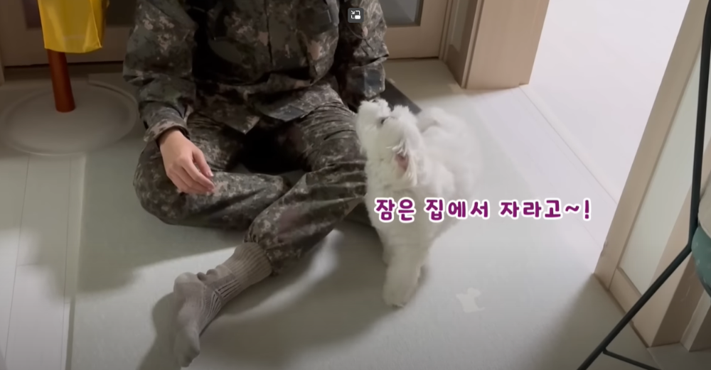 오빠 군대간 줄 모르고 밤새 기다리던 강아지네 오빠 드디어 첫 휴가.jpg | 인스티즈
