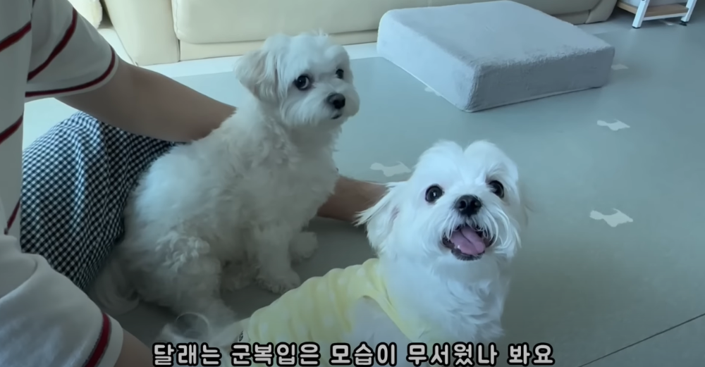 오빠 군대간 줄 모르고 밤새 기다리던 강아지네 오빠 드디어 첫 휴가.jpg | 인스티즈
