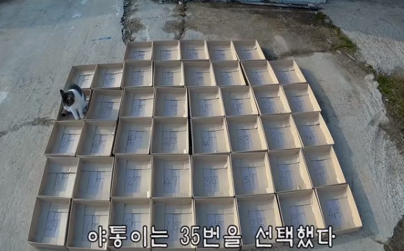 고양이들에게 번호를 추천 받고 로또를 산 haha ha님 | 인스티즈