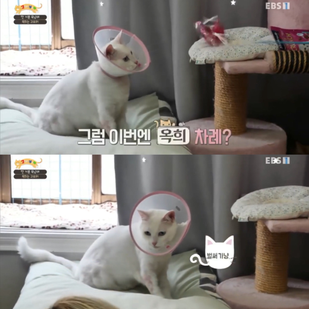 [고부해] 다묘가정의 흔한 실수.jpg | 인스티즈