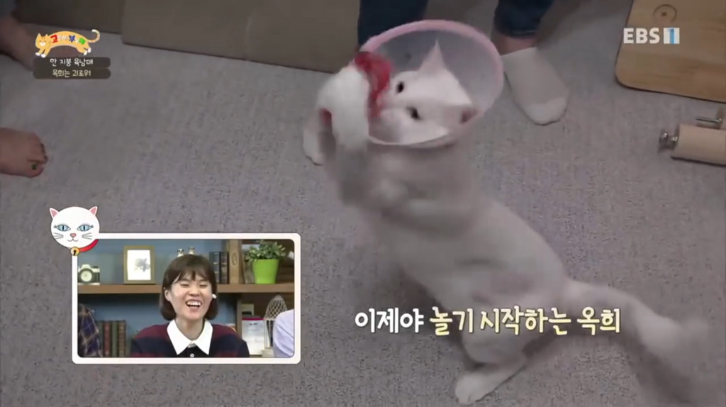 [고부해] 다묘가정의 흔한 실수.jpg | 인스티즈