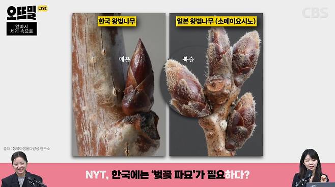 "일본 잔재 벚나무 잘라내야" vs "한국인들 집착일 뿐" | 인스티즈