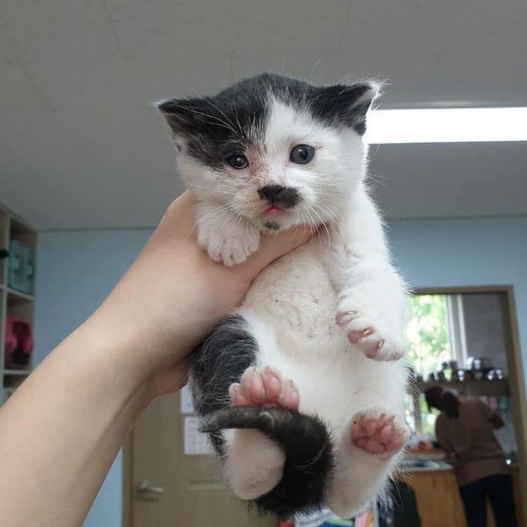 떡잎부터 다른 뚱냥이 | 인스티즈