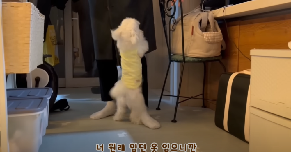 오빠 군대간 줄 모르고 밤새 기다리던 강아지네 오빠 드디어 첫 휴가.jpg | 인스티즈