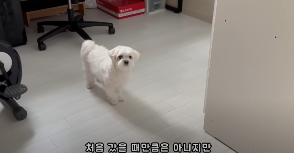 오빠 군대간 줄 모르고 밤새 기다리던 강아지네 오빠 드디어 첫 휴가.jpg | 인스티즈