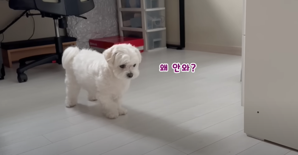 오빠 군대간 줄 모르고 밤새 기다리던 강아지네 오빠 드디어 첫 휴가.jpg | 인스티즈