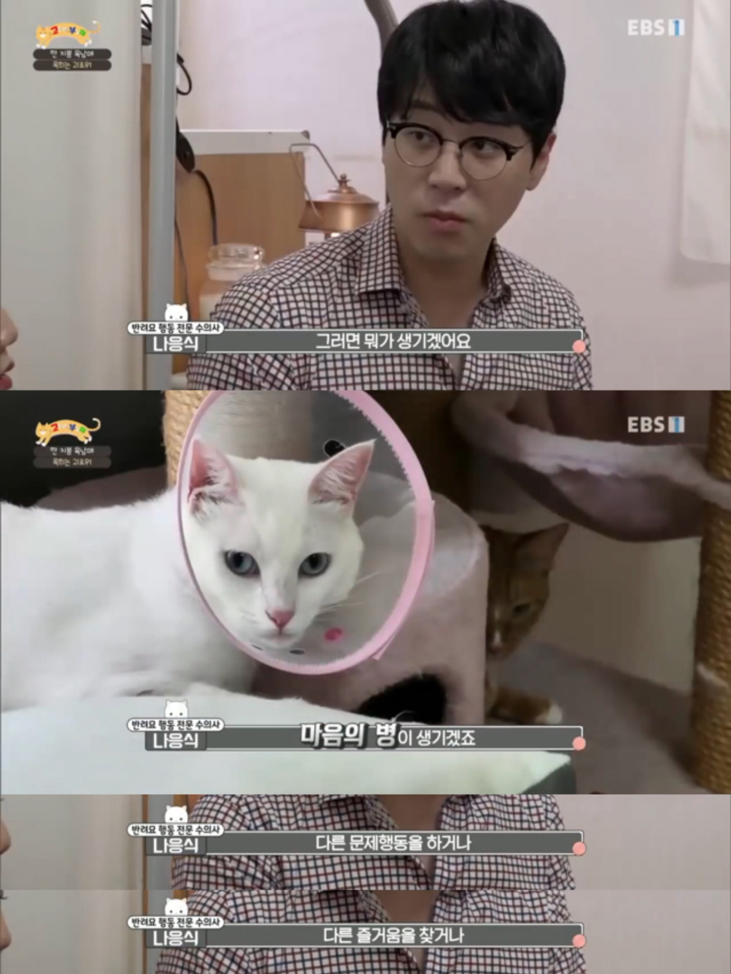 [고부해] 다묘가정의 흔한 실수.jpg | 인스티즈