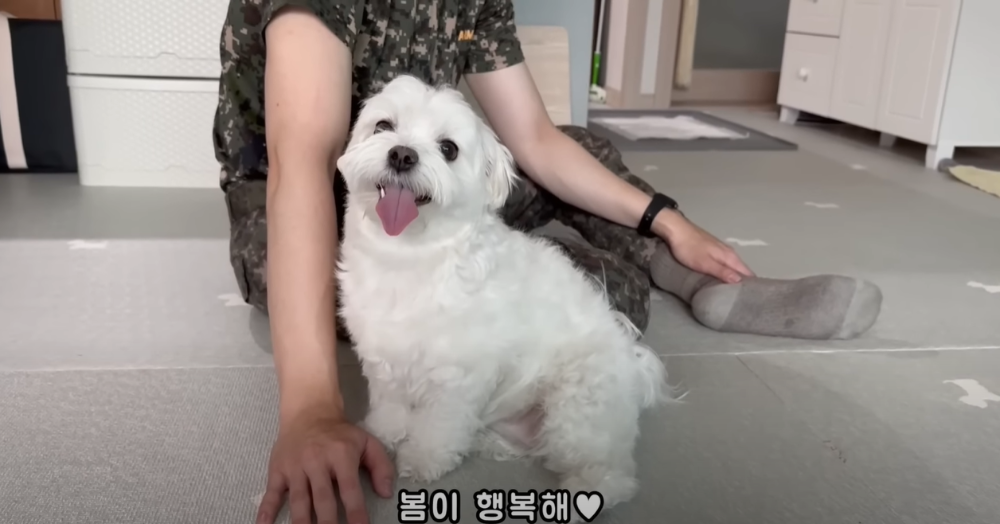 오빠 군대간 줄 모르고 밤새 기다리던 강아지네 오빠 드디어 첫 휴가.jpg | 인스티즈