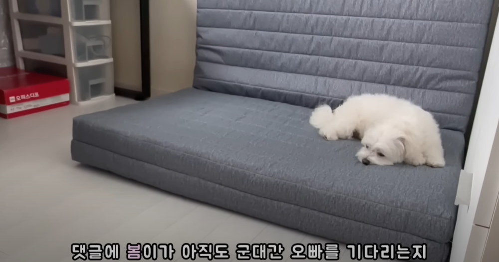 오빠 군대간 줄 모르고 밤새 기다리던 강아지네 오빠 드디어 첫 휴가.jpg | 인스티즈