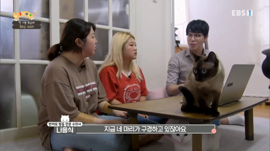 [고부해] 다묘가정의 흔한 실수.jpg | 인스티즈