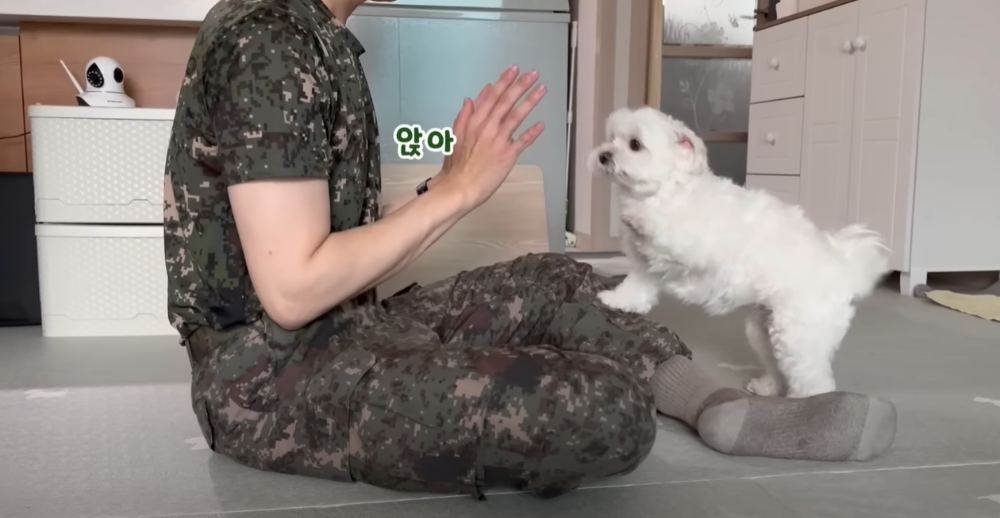 오빠 군대간 줄 모르고 밤새 기다리던 강아지네 오빠 드디어 첫 휴가.jpg | 인스티즈