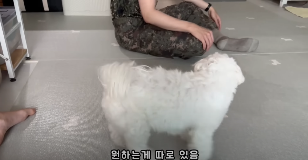오빠 군대간 줄 모르고 밤새 기다리던 강아지네 오빠 드디어 첫 휴가.jpg | 인스티즈