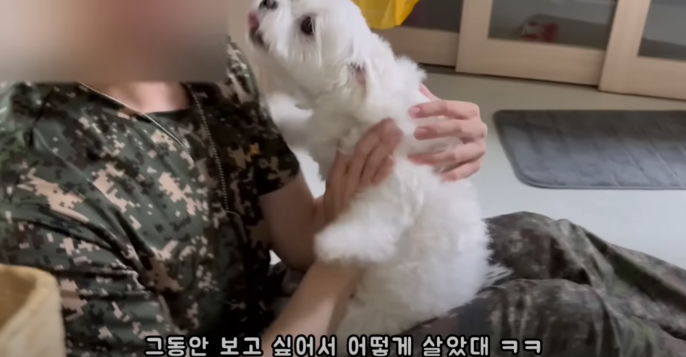 오빠 군대간 줄 모르고 밤새 기다리던 강아지네 오빠 드디어 첫 휴가.jpg | 인스티즈