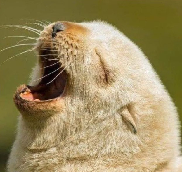 생후 5일 된 아기 물개. jpg | 인스티즈