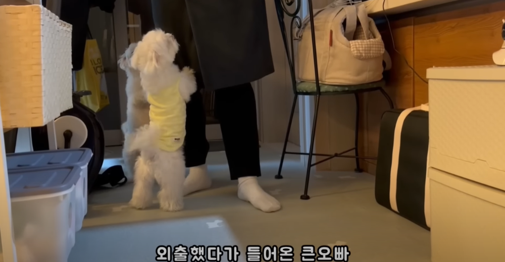 오빠 군대간 줄 모르고 밤새 기다리던 강아지네 오빠 드디어 첫 휴가.jpg | 인스티즈