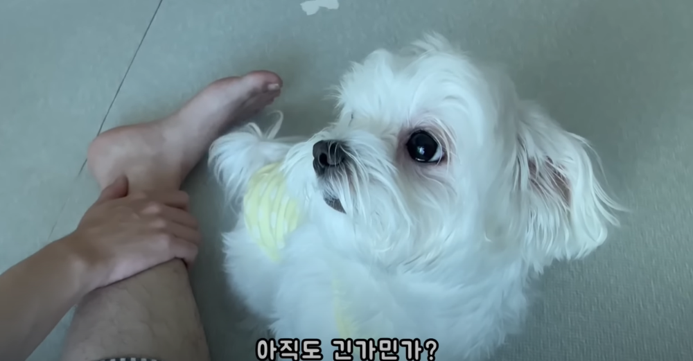 오빠 군대간 줄 모르고 밤새 기다리던 강아지네 오빠 드디어 첫 휴가.jpg | 인스티즈