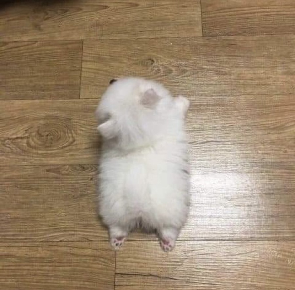 친구네 강아지 많이 컸냐고 물어보니까 장판 두줄 이라고 보내준 사진 | 인스티즈