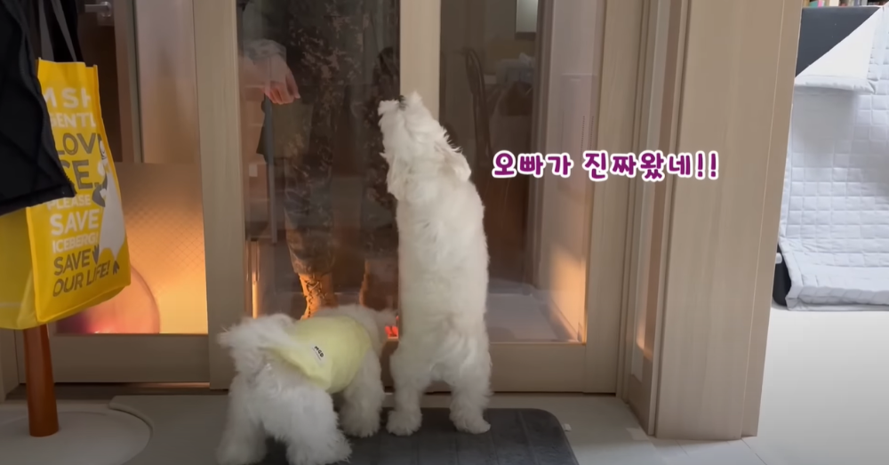 오빠 군대간 줄 모르고 밤새 기다리던 강아지네 오빠 드디어 첫 휴가.jpg | 인스티즈