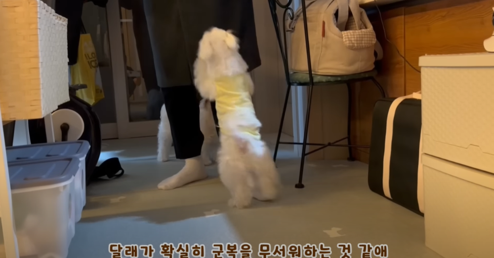 오빠 군대간 줄 모르고 밤새 기다리던 강아지네 오빠 드디어 첫 휴가.jpg | 인스티즈