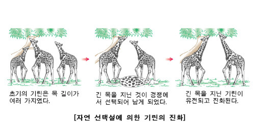 드디어 밝혀진 네덜란드 사람들이 키 큰이유 | 인스티즈