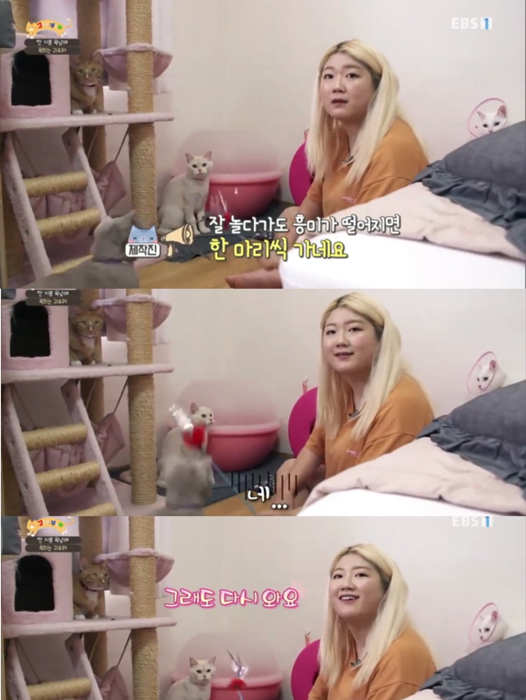 [고부해] 다묘가정의 흔한 실수.jpg | 인스티즈