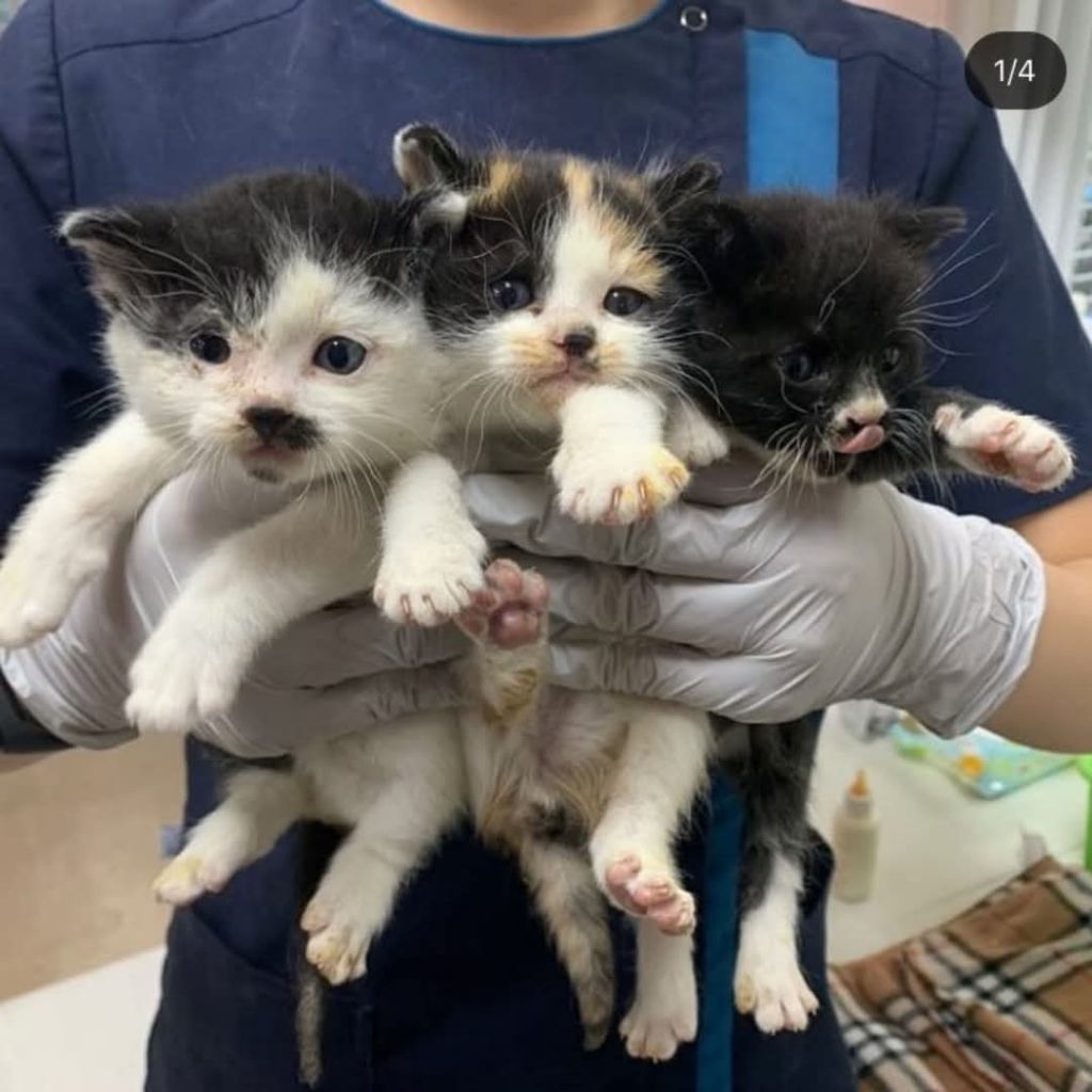 떡잎부터 다른 뚱냥이 | 인스티즈