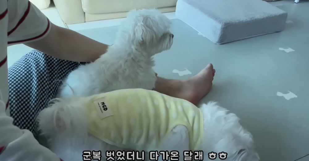 오빠 군대간 줄 모르고 밤새 기다리던 강아지네 오빠 드디어 첫 휴가.jpg | 인스티즈