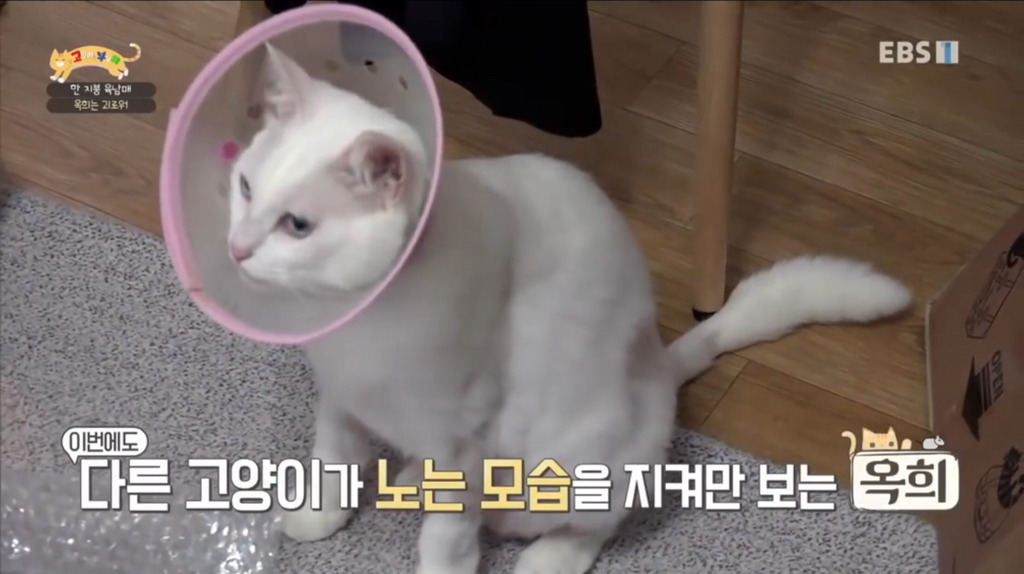 [고부해] 다묘가정의 흔한 실수.jpg | 인스티즈