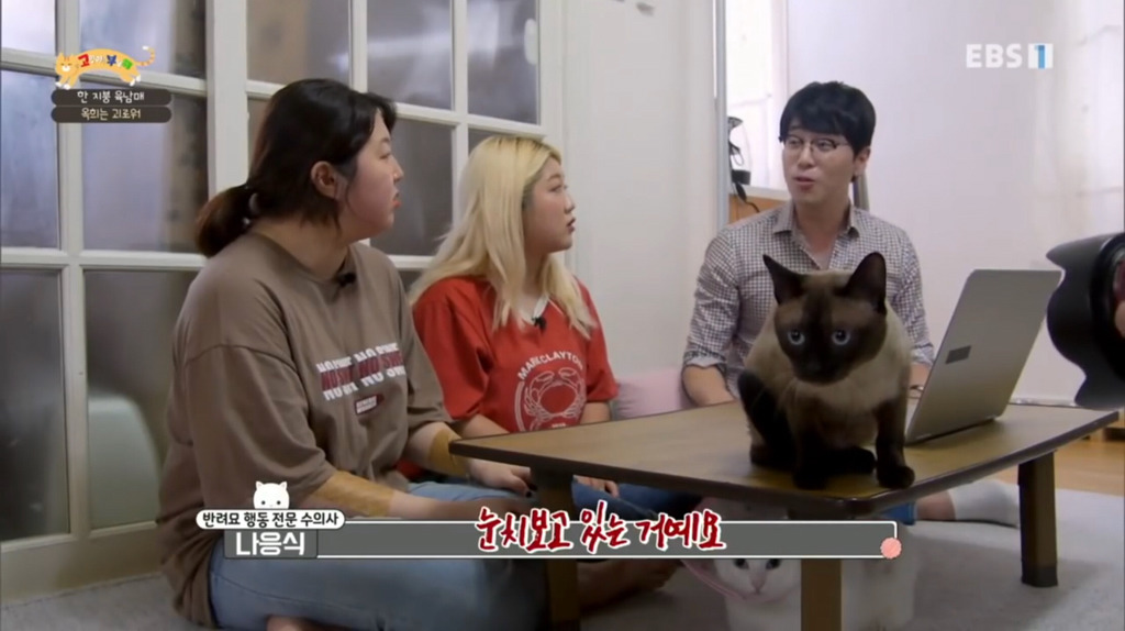 [고부해] 다묘가정의 흔한 실수.jpg | 인스티즈