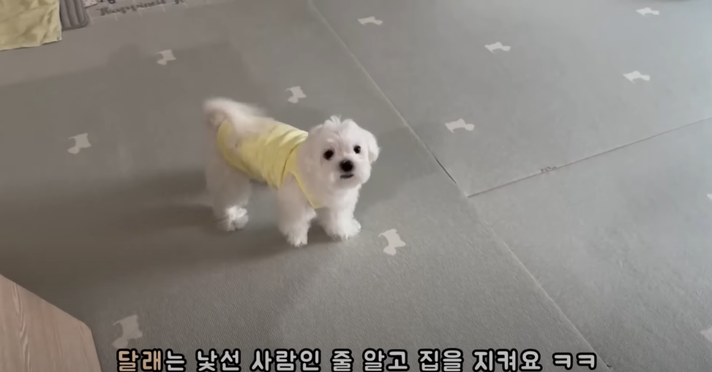 오빠 군대간 줄 모르고 밤새 기다리던 강아지네 오빠 드디어 첫 휴가.jpg | 인스티즈