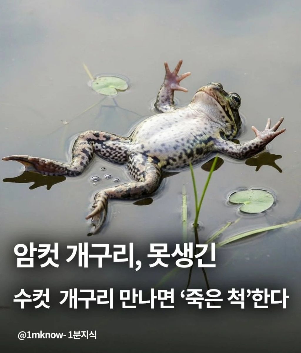 개구리도 외모 본다 | 인스티즈