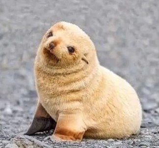 생후 5일 된 아기 물개. jpg | 인스티즈