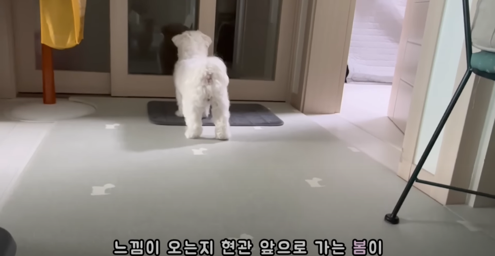 오빠 군대간 줄 모르고 밤새 기다리던 강아지네 오빠 드디어 첫 휴가.jpg | 인스티즈